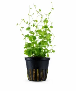 Hydrocotyle Brazilian Pennywort aquarium plant round leaf freshwater aquatic plant