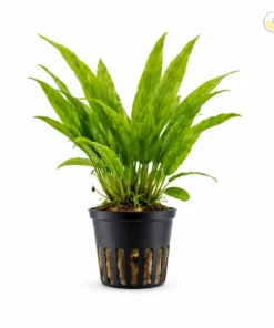 Java Fern aquarium plant hardy rhizome freshwater plant low light aquarium plant
