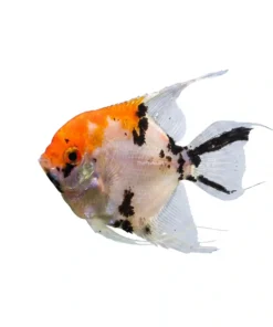 Jumbo Yellow Head Angelfish large aquarium fish Kolkata