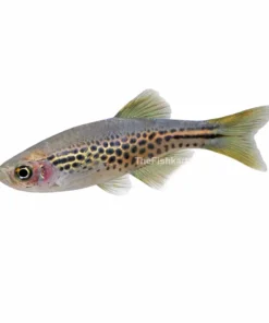 Leopard Danio aquarium fish with spotted pattern active freshwater fish