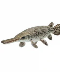 Long Nose Gar fish slim predator aquarium fish Kolkata