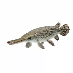 Gar