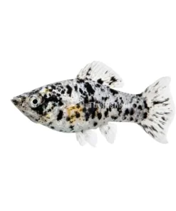 Marble Molly aquarium fish with black and white marbled pattern freshwater fish