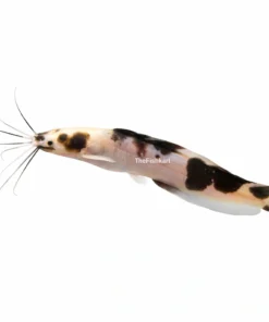 Marble Catfish aquarium fish black white patterned catfish freshwater fish