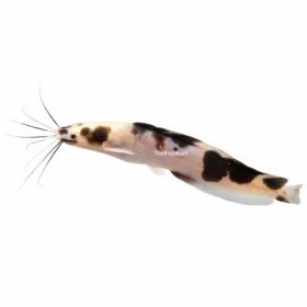 Marble Catfish