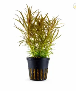 Myriophyllum Water Milfoil aquarium plant fine leaf stem plant freshwater aquatic plant