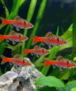 Odessa Barb fish with bright red stripe swimming in freshwater aquarium