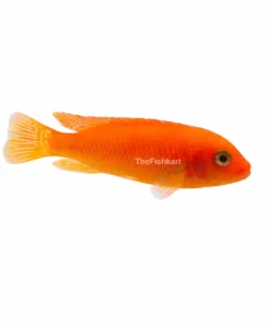 Orange cichlid fish Kolkata nearby bright orange aquarium fish freshwater