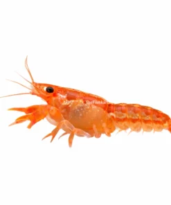 Orange Dwarf Shrimp aquarium shrimp bright orange freshwater cleaning shrimp