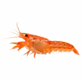 Orange Dwarf Shrimp