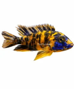 Orange OB Peacock cichlid fish Kolkata nearby colorful aquarium fish freshwater