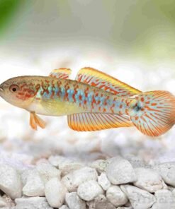 Peacock Goby fish with vibrant yellow and blue colors in freshwater aquarium