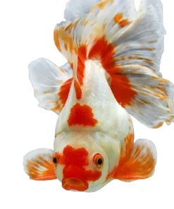 Red Cap Oranda Goldfish white body goldfish with red head wen fancy aquarium fish
