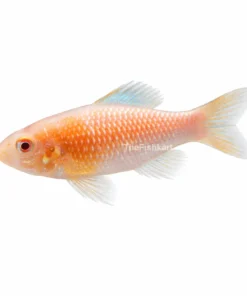 Red Cheek Tropheops Albino cichlid fish with yellow body and red cheek pattern