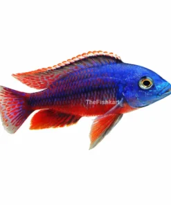 Red Empress cichlid fish Kolkata nearby colorful African cichlid aquarium fish