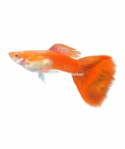 Red Guppy aquarium fish bright red guppy freshwater livebearer