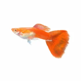 Red Guppy