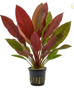 Red Ozelot Sword aquarium plant red spotted leaf sword plant freshwater
