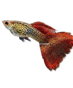 Red Snakeskin Guppy aquarium fish red patterned guppy freshwater livebearer