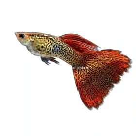 Red Snakeskin Guppy