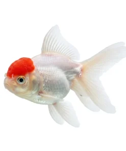 Red Cap Goldfish white body with red head fancy aquarium fish