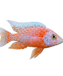 Red Eye Albino Strawberry Cichlid pink albino cichlid fish with red eyes