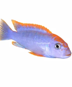 Red Top Mbuna cichlid fish Kolkata nearby red blue aquarium fish freshwater