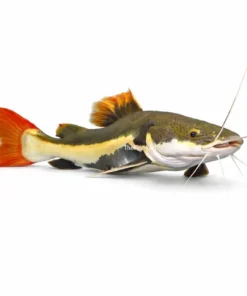 Redtail Catfish large freshwater fish red tail amazon catfish aquarium fish