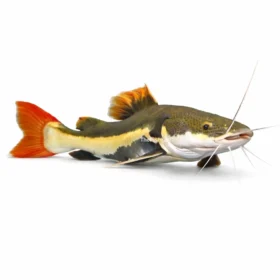 Redtail Catfish