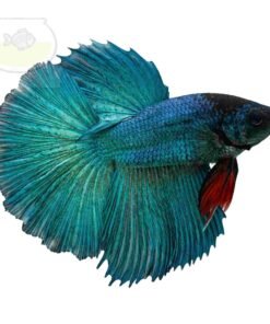 Blue Phantom Betta Fish premium male aquarium fish