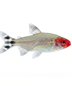 Rummy Nose Tetra aquarium fish with red head and striped tail schooling fish