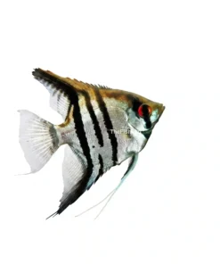 Silver Angelfish freshwater aquarium fish with silver body and vertical stripes