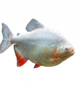 Silver Dollar fish round silver freshwater aquarium fish schooling fish