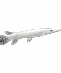 Snow White Gar fish bright white body aquarium fish Kolkata