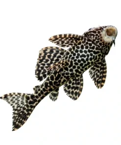 Sucker Fish Pleco tank cleaner algae eater fish Kolkata