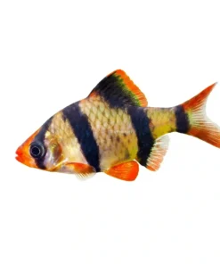 Tiger Barb striped colorful aquarium fish Kolkata