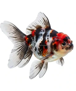Tricolor Oranda Goldfish fancy aquarium fish with three color pattern and head growth