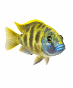 Venus cichlid fish Kolkata nearby African cichlid aquarium fish freshwater
