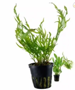 Windelov Java Fern aquarium plant decorative leaf rhizome freshwater plant