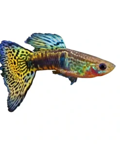 Yellow Leopard Guppy aquarium fish yellow spotted guppy freshwater livebearer