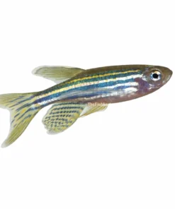 Zebra Danio aquarium fish striped freshwater schooling fish active fish