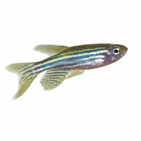Zebra Danio