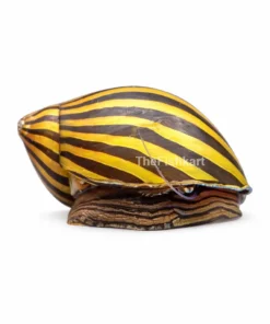 Zebra Nerite Snail black and yellow striped algae eater aquarium snail