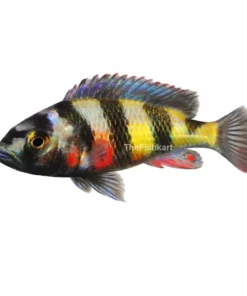 Zebra oblique Haplochromis fish Kolkata nearby striped cichlid aquarium fish freshwater