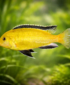 Banana Cichlid fish yellow aquarium cichlid freshwater ornamental fish India