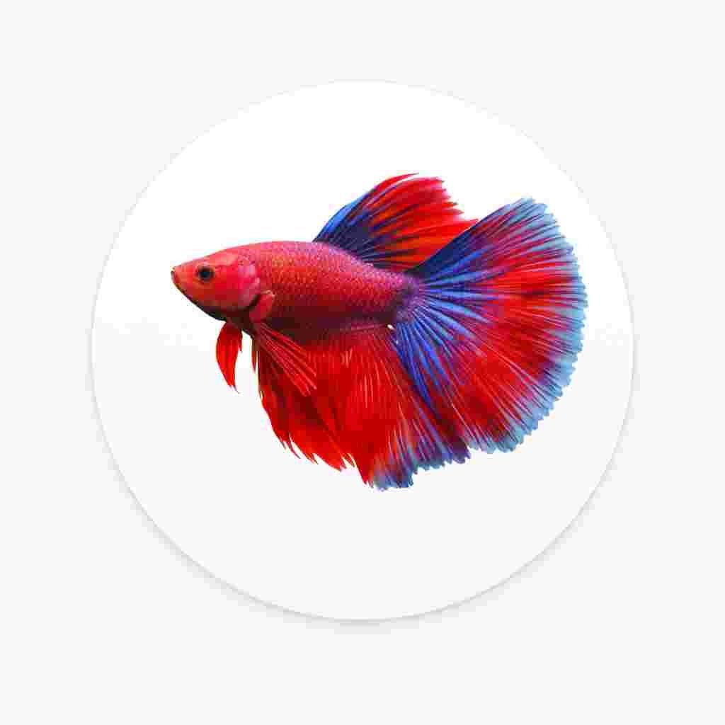 Betta