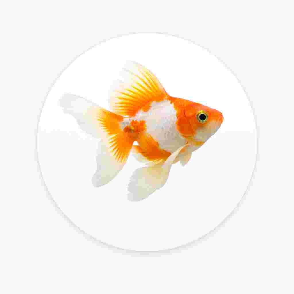 Goldfish