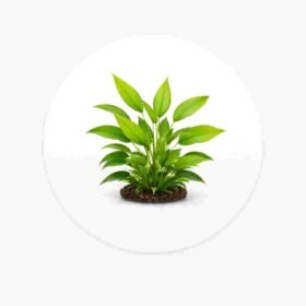 Live Plant