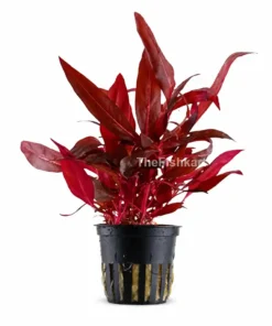 Red aquatic plant freshwater aquarium plant with vibrant red leaves