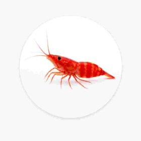 Shrimp